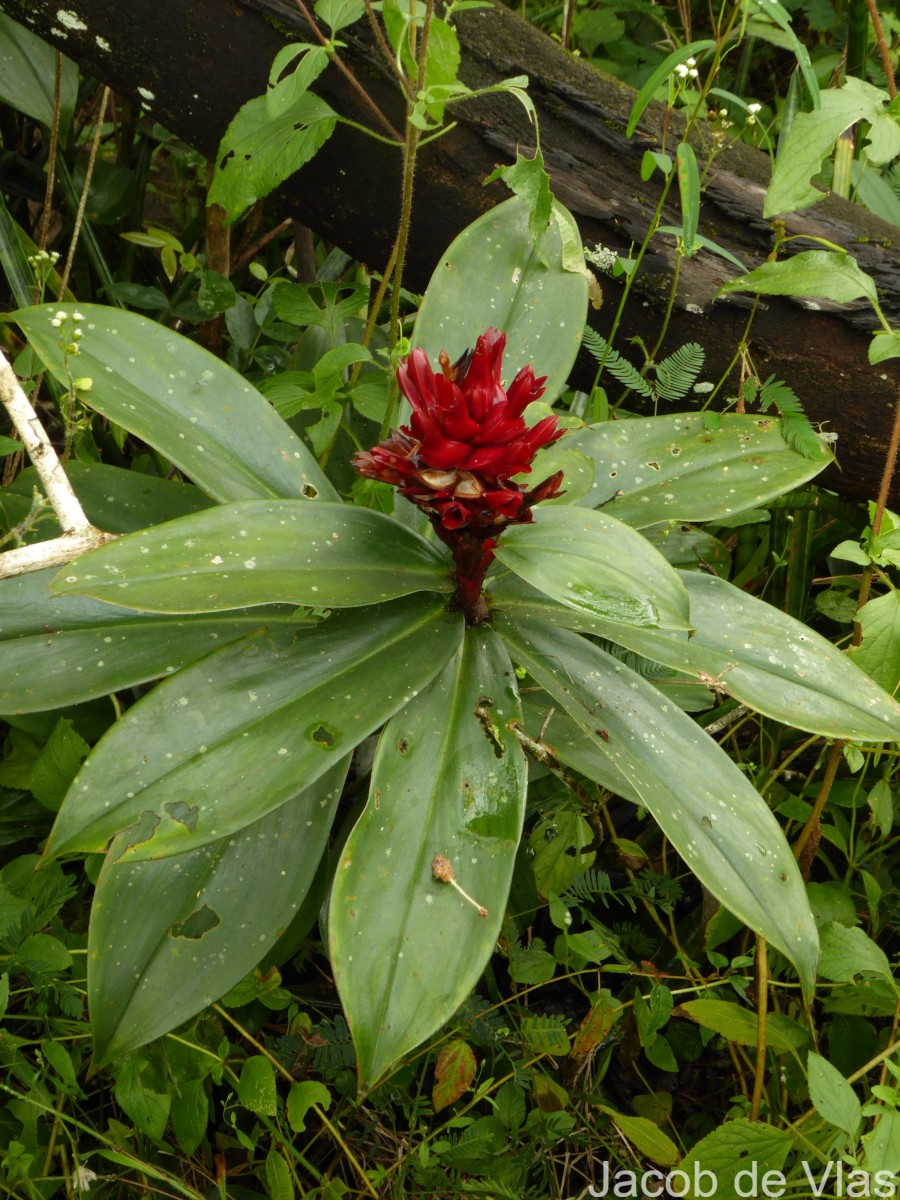 Hellenia speciosa (J.Koenig) S.R.Dutta